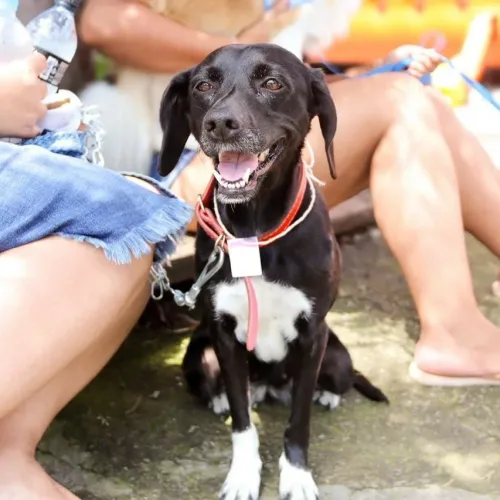 Santana do Paraíso abre inscrições para Programa de Castração de cães e gatos; saiba como participar