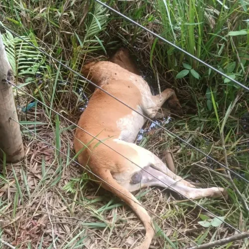 Homem que agrediu cão até a morte é preso e diz à polícia que animal o atacou primeiro