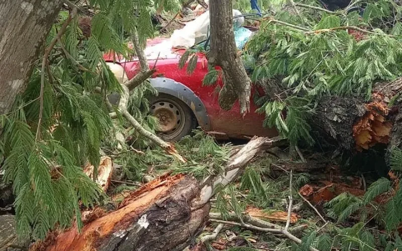 Árvore cai sobre carro em Aimorés; motorista fica ferido